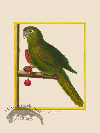 Martinet Bird 407